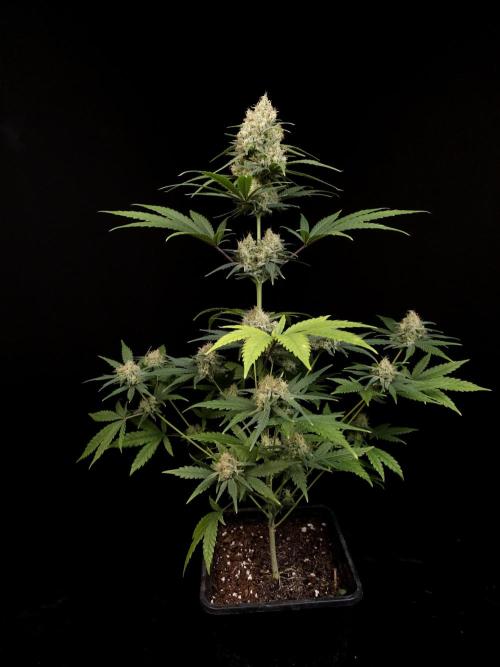 605 test 3. Week 5