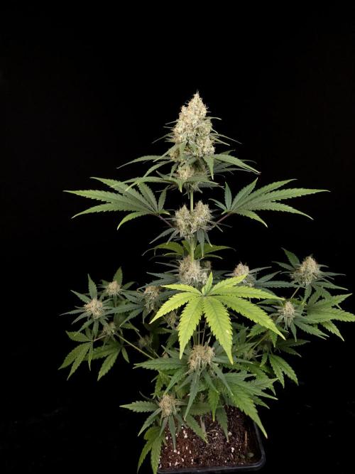 605 test 3. Week 5