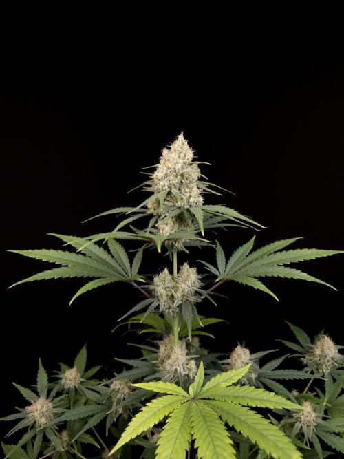 605 test 3. Week 5