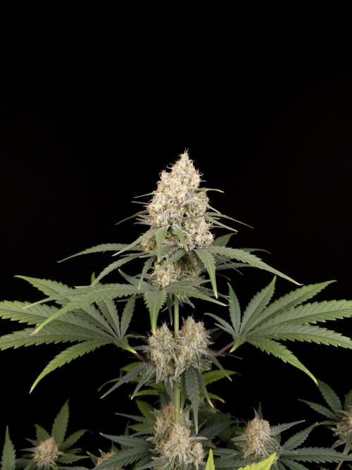 605 test 3. Week 5
