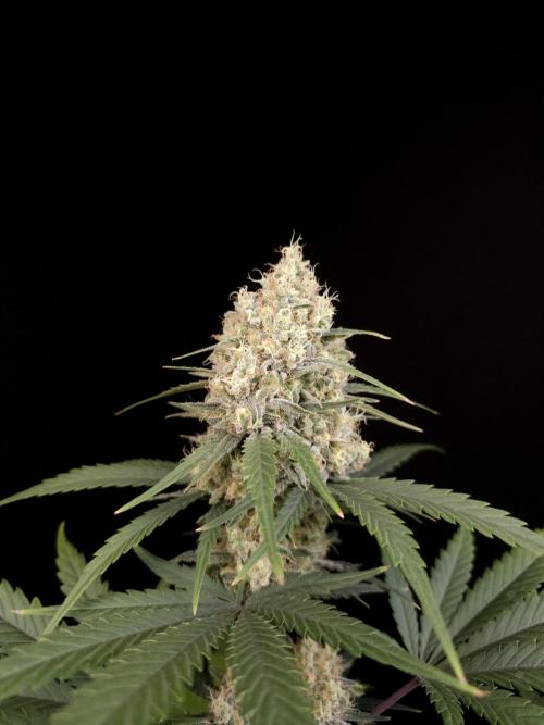 605 test 3. Week 5