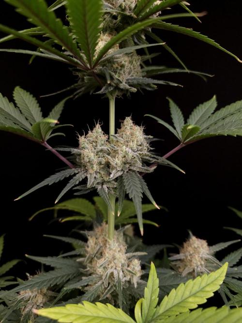 605 test 3. Week 5