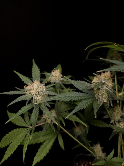 605 test 3. Week 5