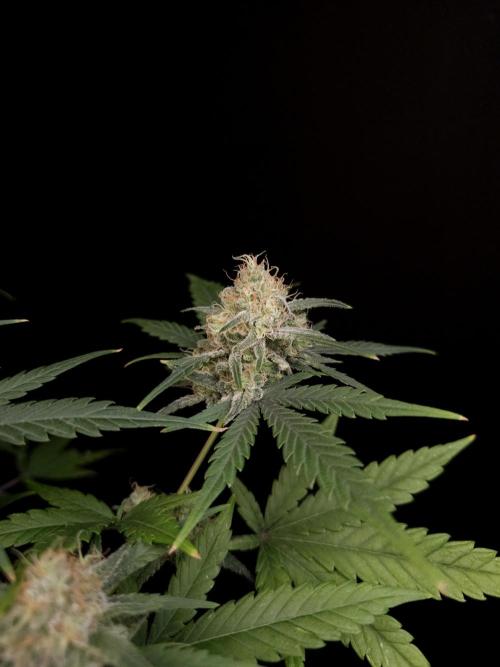 605 test 3. Week 5