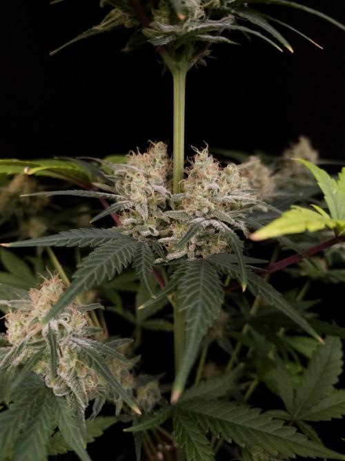 605 test 3. Week 5