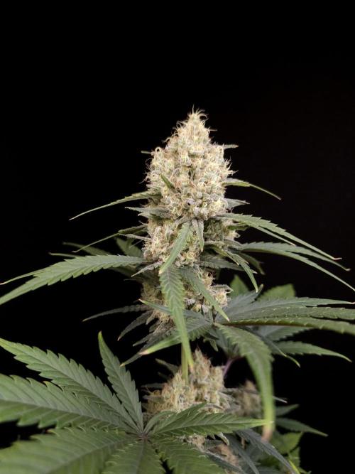 605 test 3. Week 5