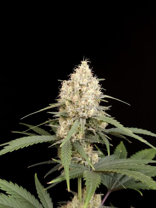 605 test 3. Week 5