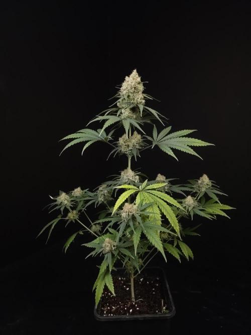 605 test 3. Week 6
