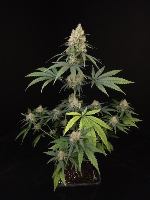 605 test 3. Week 6