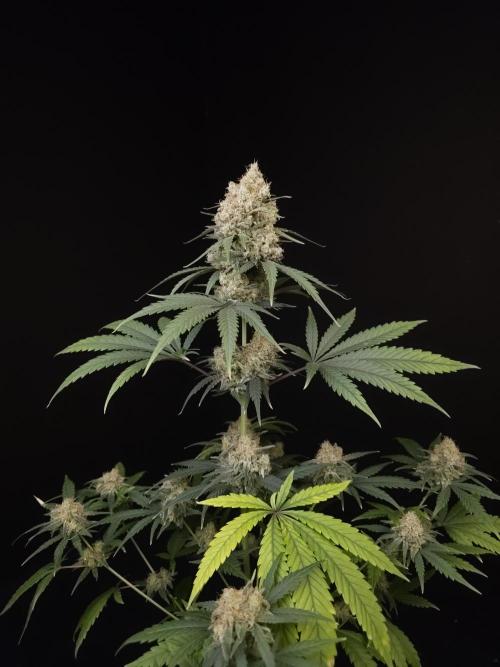 605 test 3. Week 6
