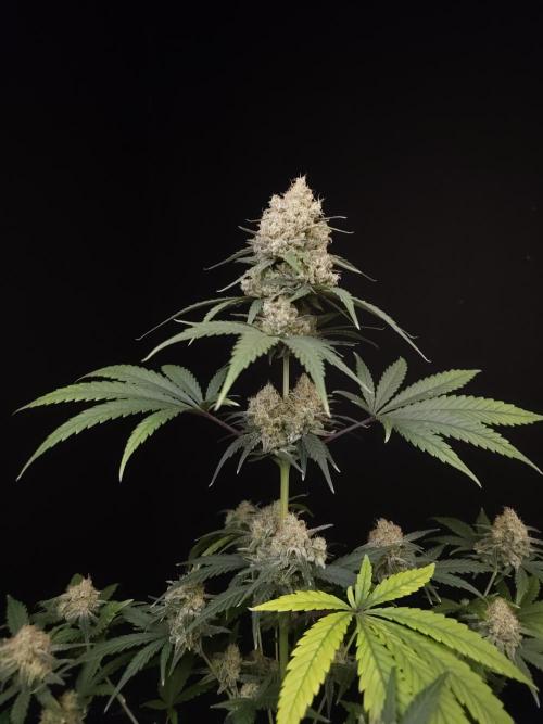 605 test 3. Week 6