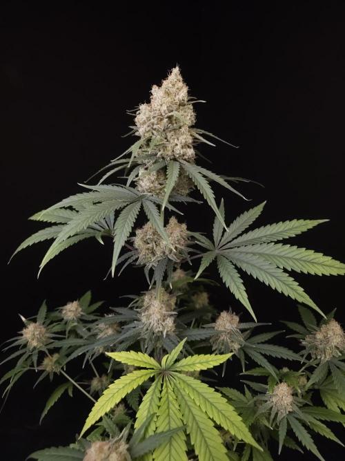 605 test 3. Week 6