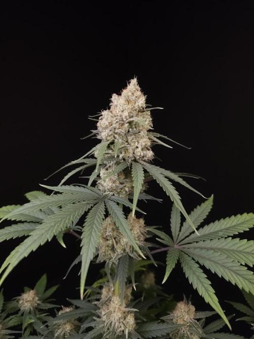 605 test 3. Week 6