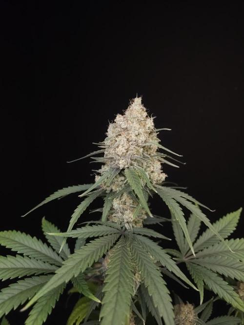 605 test 3. Week 6