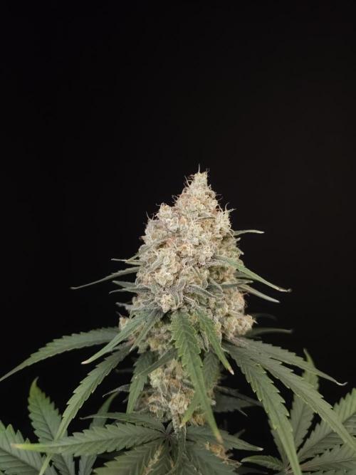 605 test 3. Week 6