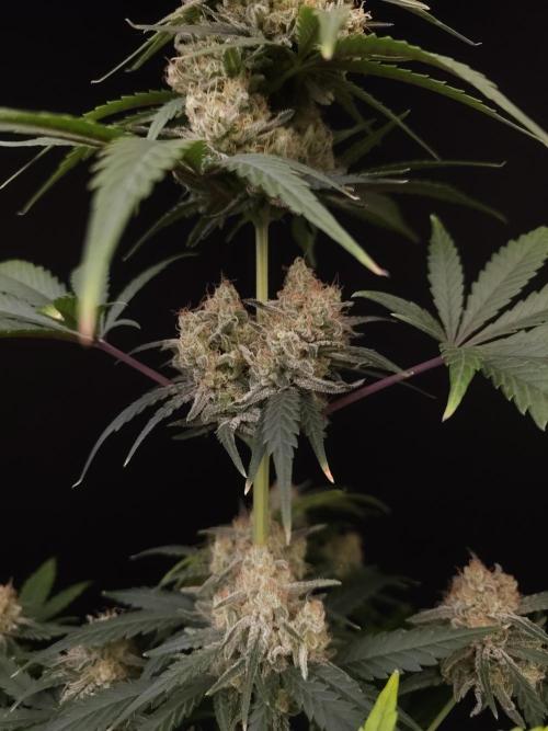 605 test 3. Week 6