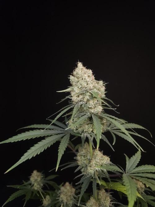 605 test 3. Week 6