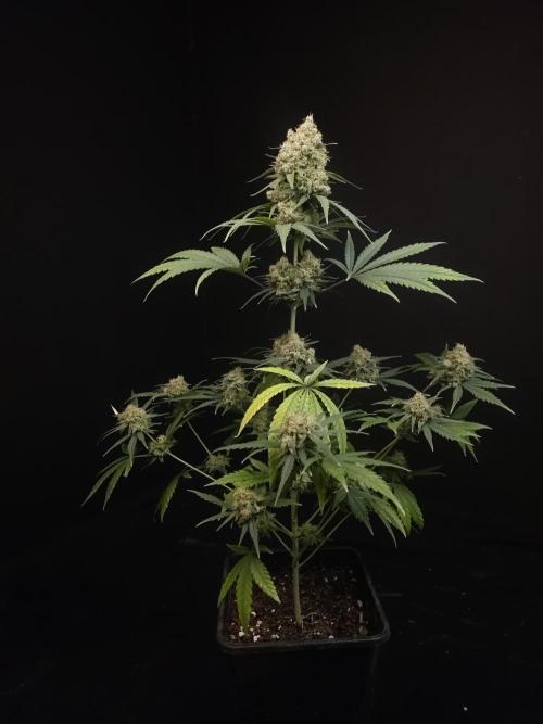 605 test 3. Week 7