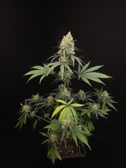 605 test 3. Week 7