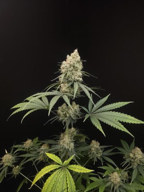 605 test 3. Week 7