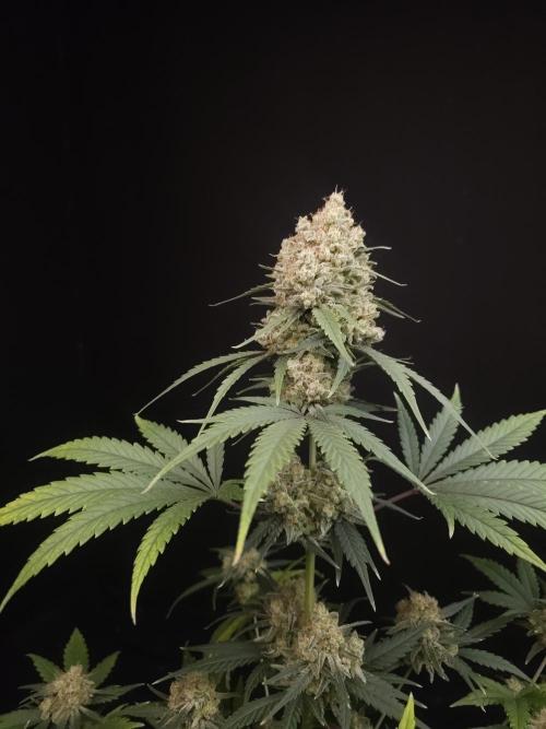605 test 3. Week 7