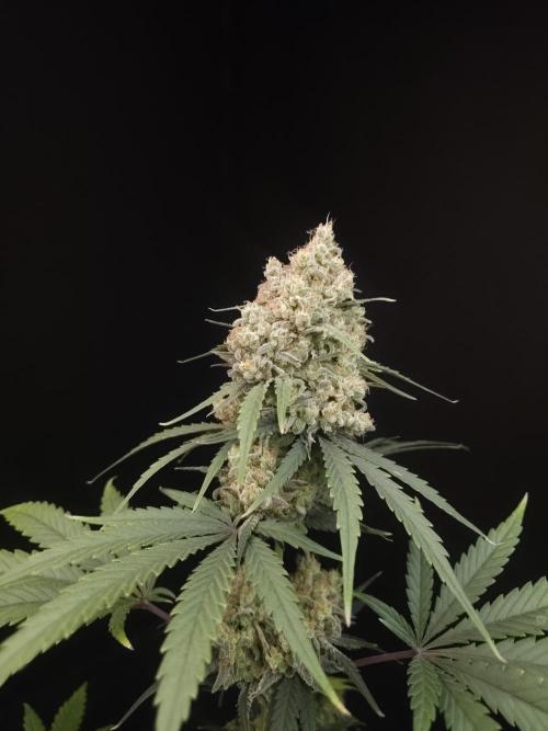605 test 3. Week 7
