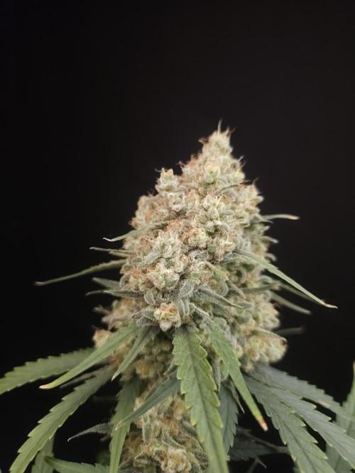 605 test 3. Week 7