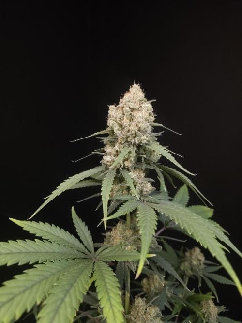 605 test 3. Week 7