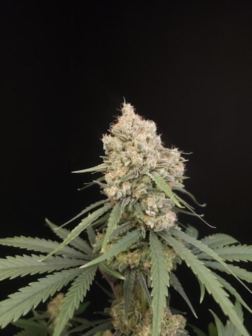 605 test 3. Week 7