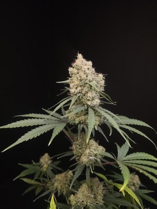 605 test 3. Week 7