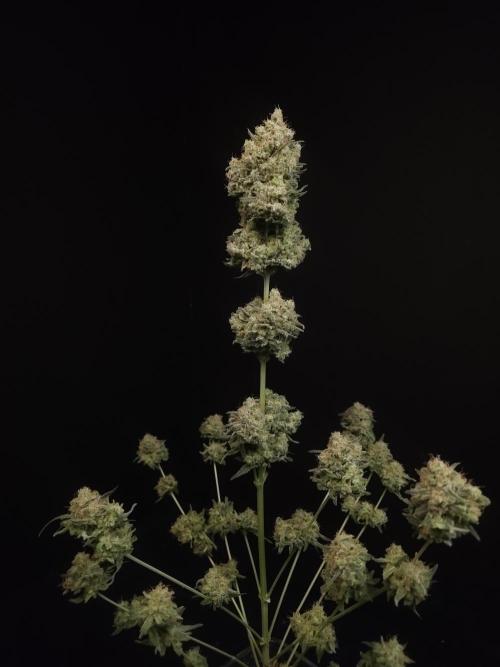 605 test 3. Week 8