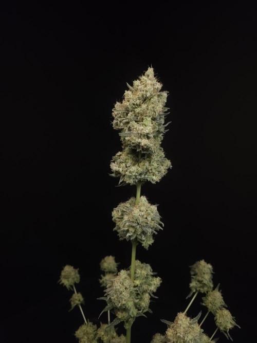 605 test 3. Week 8