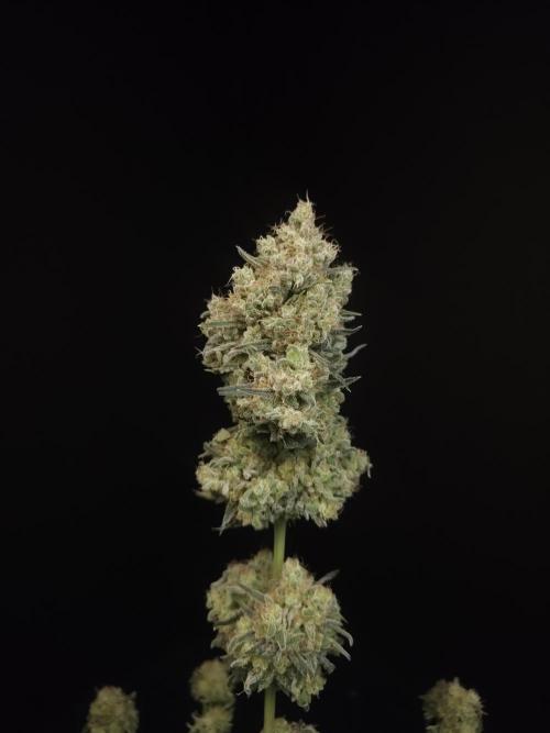 605 test 3. Week 8