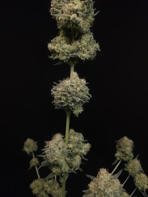 605 test 3. Week 8