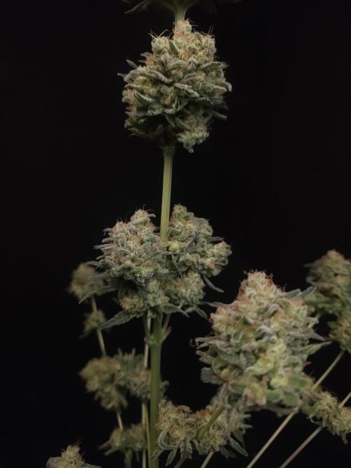 605 test 3. Week 8
