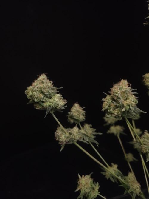 605 test 3. Week 8