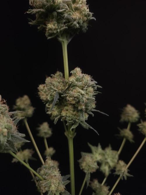 605 test 3. Week 8