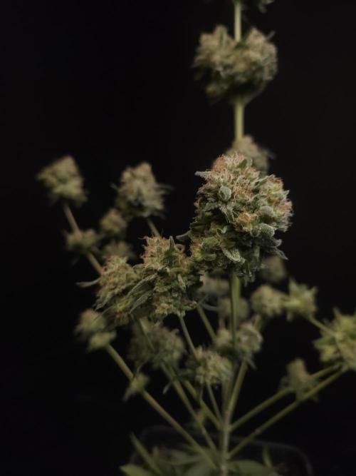 605 test 3. Week 8