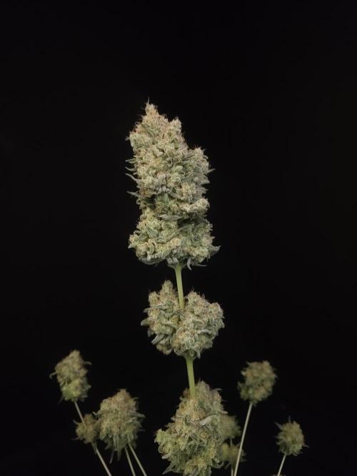 605 test 3. Week 8
