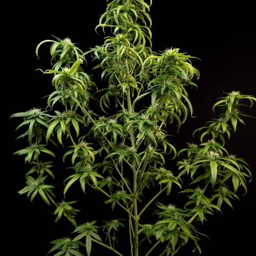 Amnesiac Automatic. Week 10