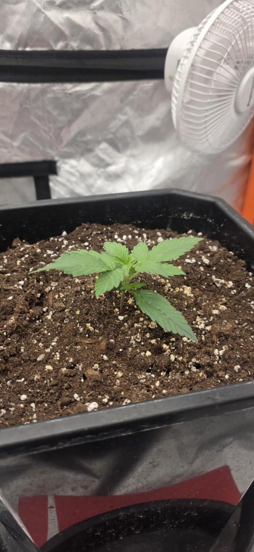 Gelato autos. Week 2 - Gelato auto week 2 test 