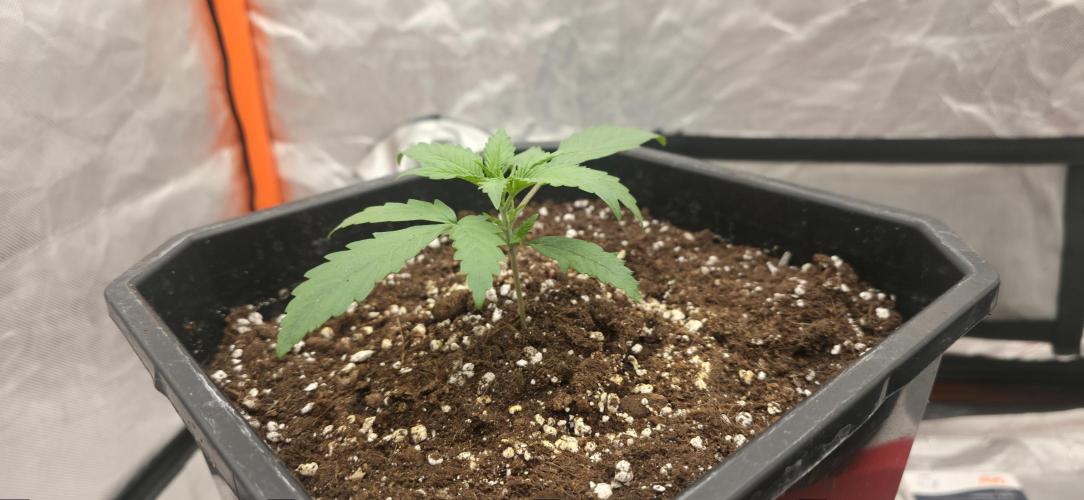 Gelato autos. Week 2 - Gelato auto week 2 test oldest plant