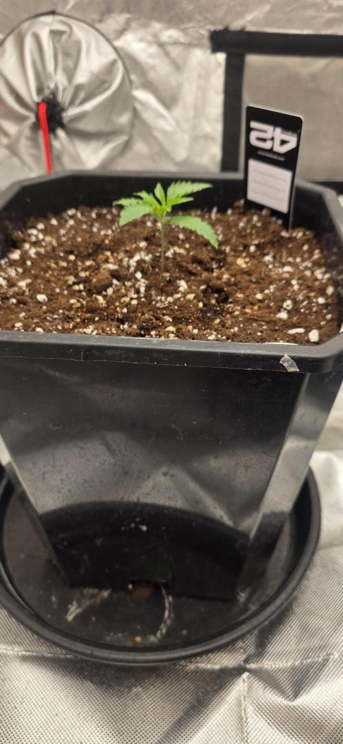 Gelato autos. Week 1
