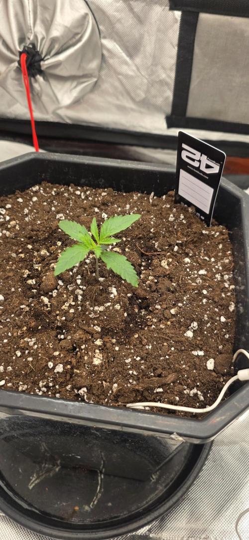 Gelato autos. Week 1