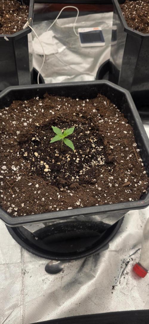 Gelato autos. Week 1