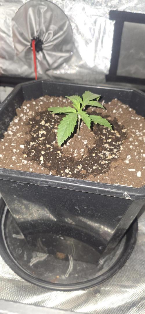Gelato autos. Week 1