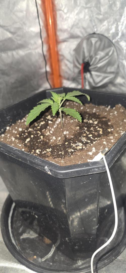 Gelato autos. Week 1