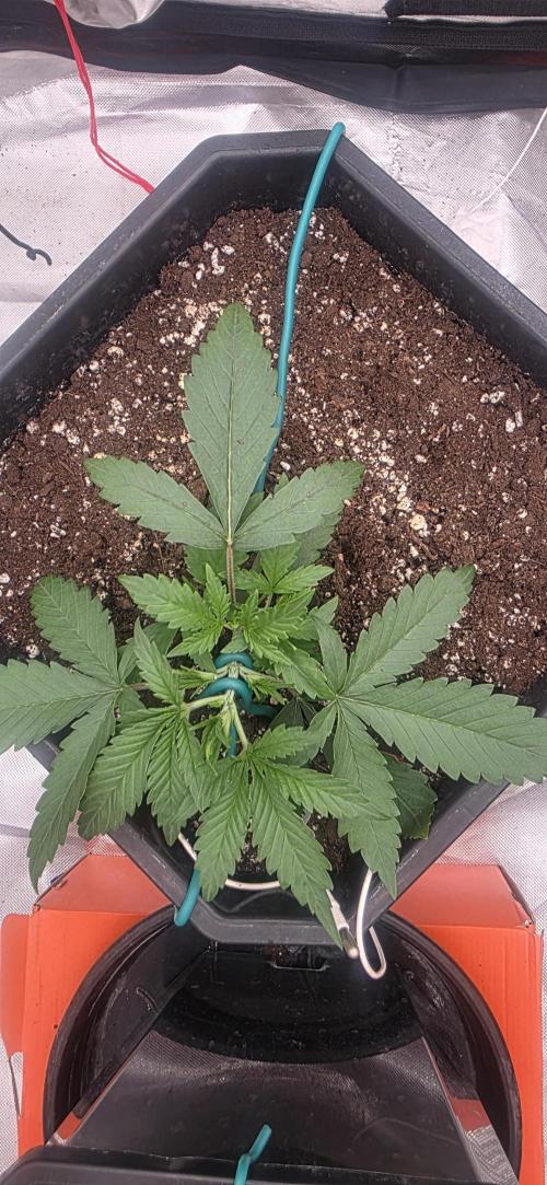 Gelato autos. Week 3
