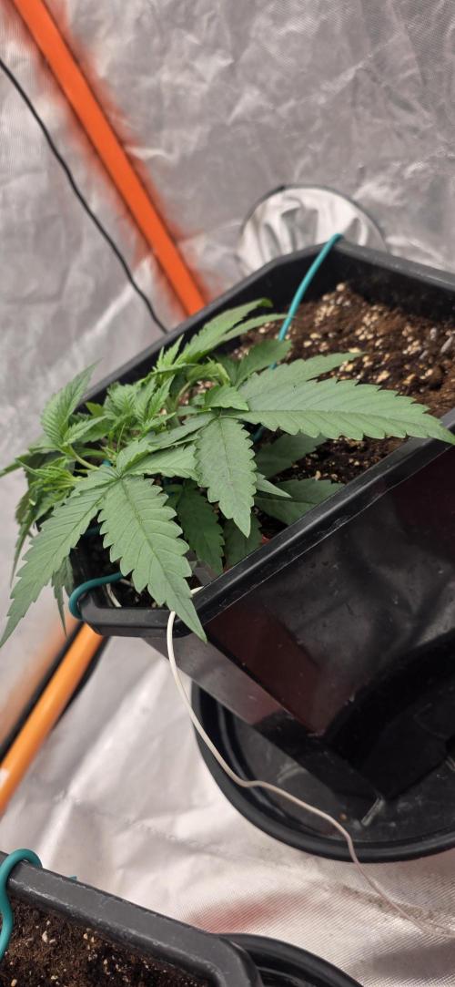 Gelato autos. Week 3