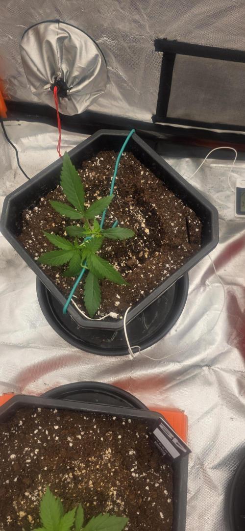 Gelato autos. Week 3